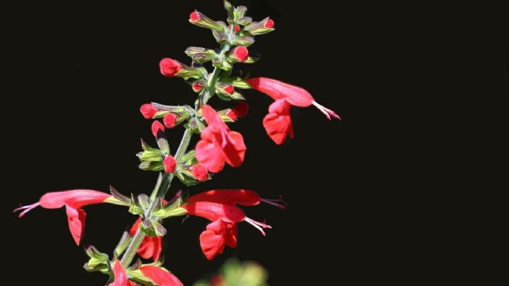 Salvia Escarlata: La planta ornamental para tu jardín