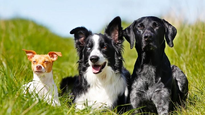 La ciencia le pone fin al debate y confirma cuál es la raza de perro más inteligente