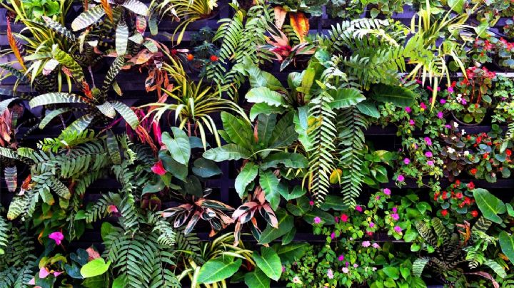 8 plantas exóticas que te dejarán asombrado