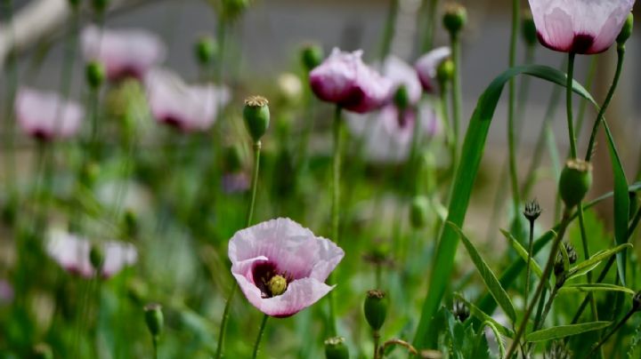 Amapola: La maravilla que despierta tu jardín en primavera