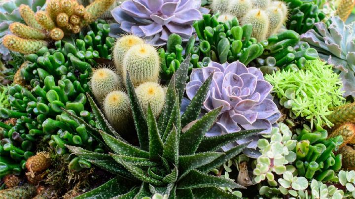 Plantas: Suculentas y cactus fáciles de cuidar y que embellecen tu hogar