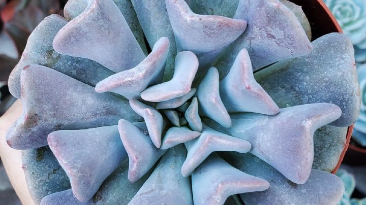 Echeveria Cubic Frost: La suculenta geométrica de tu hogar