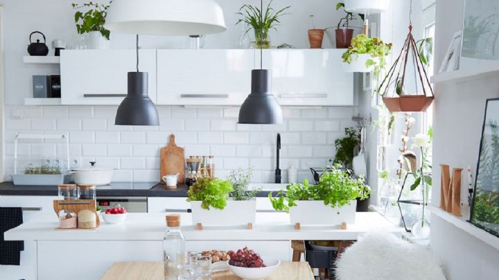 Las 5 mejores plantas para colocar en la cocina