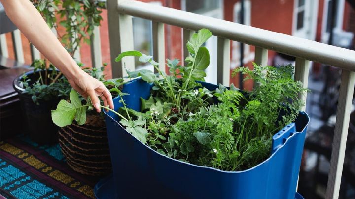 Las 5 plantas aromáticas más fáciles de cultivar en el balcón y cómo cuidarlas