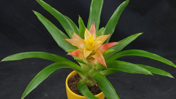 Guzmania Lingulata: ¡Un planta llena de color para tu hogar!