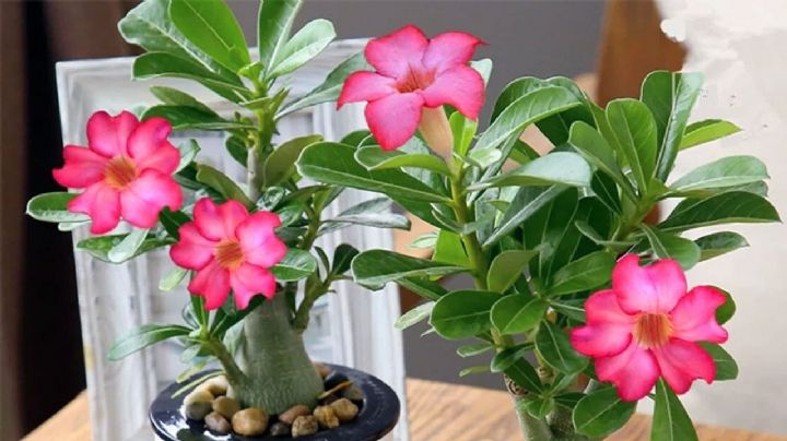 Plantas: 5 suculentas para tener flores durante todo el año