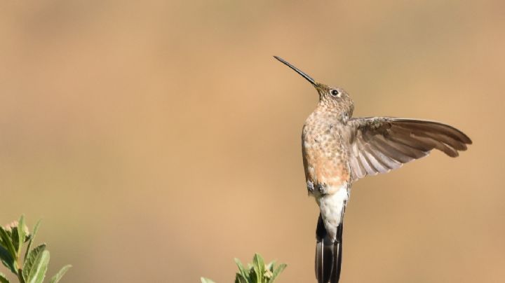 Picaflor gigante: el colibrí más grande del mundo