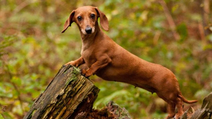 Dachshund o Teckel: descubriendo las características únicas del perro salchicha