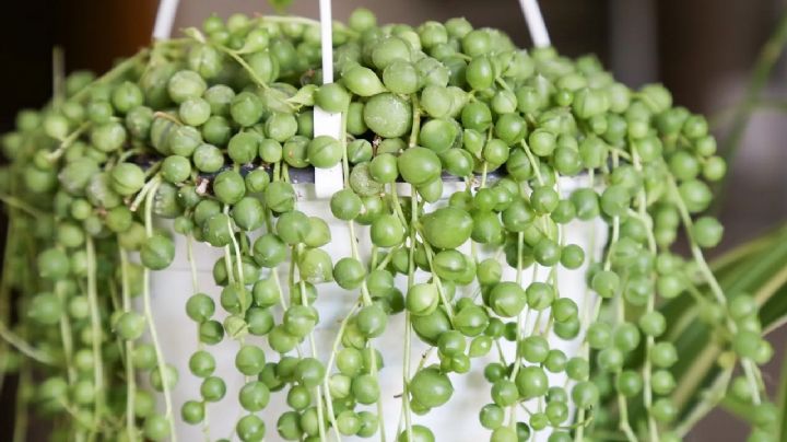 4 plantas colgantes de interior que necesitan muy pocos cuidados