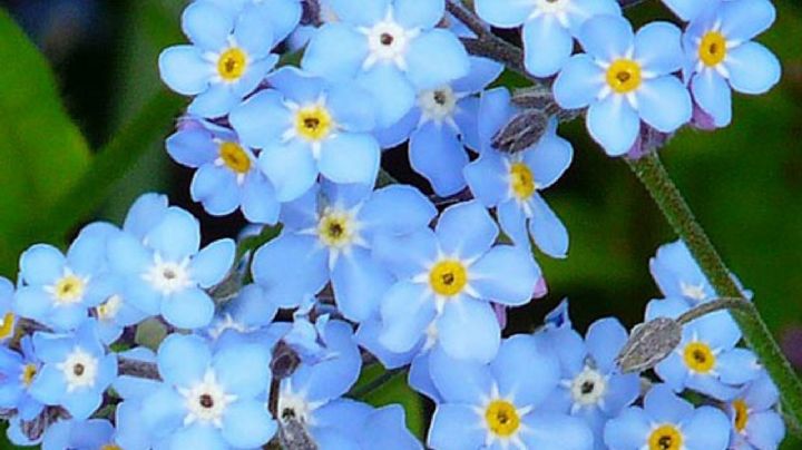 Myosotis Sylvatica: La planta de flores azules que querrás tener en tu jardín