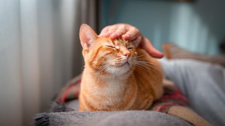 Descubre cómo ganar el cariño de un gato a través de las caricias