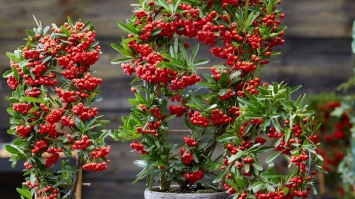 Pyracantha: La planta ornamental que transforma tu jardín