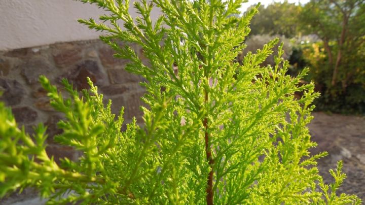 Pino Limón: Guía de cuidados para una planta sana, fuerte y aromática