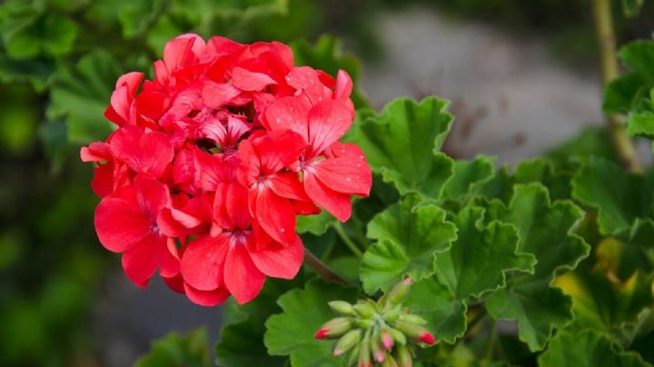 Descubre por qué Septiembre es el mes perfecto para darle nueva vida a tus plantas de geranios