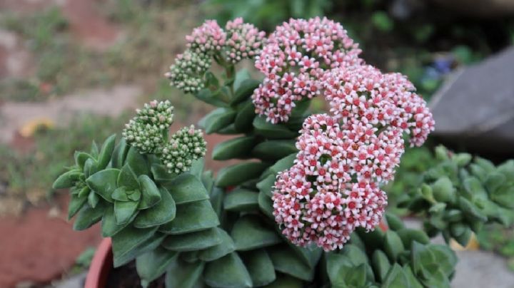 Haz que tu Crassula Springtime estalle de flores durante la venidera primavera