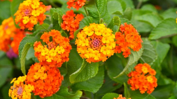 Transforma tu jardín con esta planta y disfruta de flores hasta finales del otoño