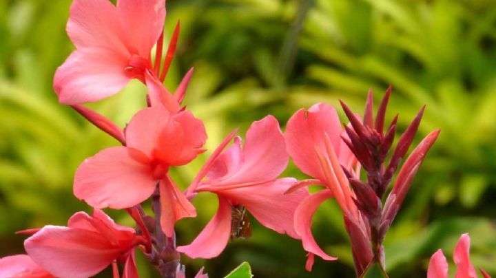 Canna indica: La planta tropical que transformará tu jardín