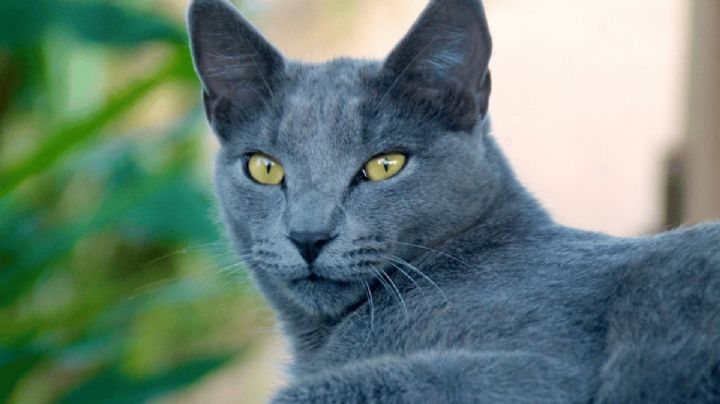 Gato Azul Ruso: ¿Por qué estuvo al borde de la extinción y cómo fue salvado?