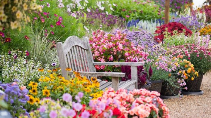 Este es el producto que debes usar en tu jardín para que tus plantas estallen de flores