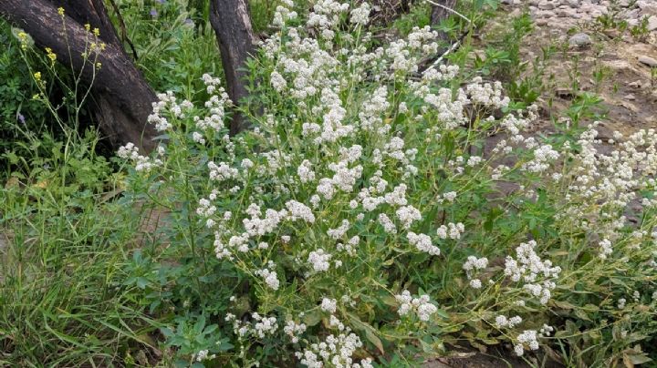 Lepidium latifolium: características y uso de la planta más utilizada en la medicina natural