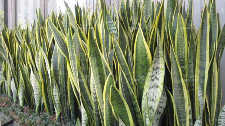 Potencia el crecimiento de tu planta lengua de suegra con este ingrediente que seguro tienes en casa