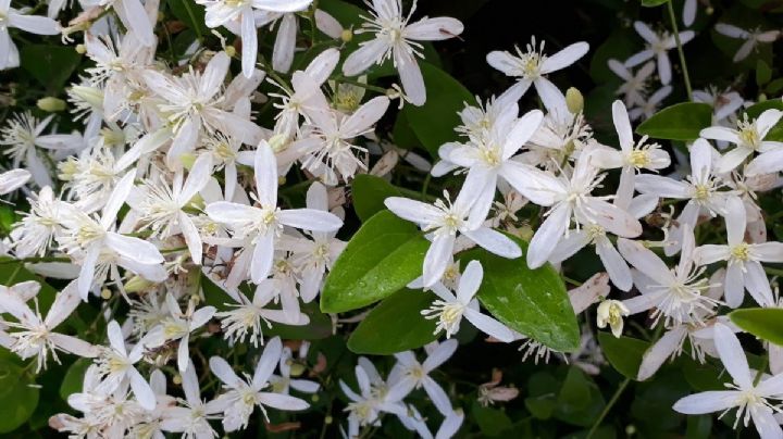 Clematis armandii: La planta trepadora de flores fragantes que atrae colibríes y decora tu jardín