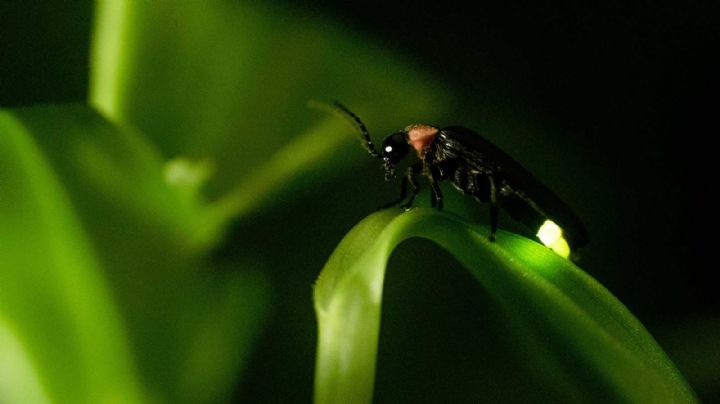 ¡Asombroso! Descubrí el significado espiritual del bichito de luz