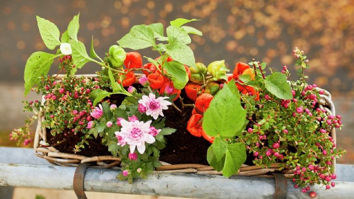 Caléndula y cosmos: dos flores espectaculares para tu jardín, especialmente si naciste en octubre