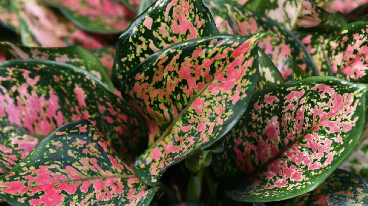 Aglaonema: La planta perfecta para iluminar los rincones oscuros de tu hogar