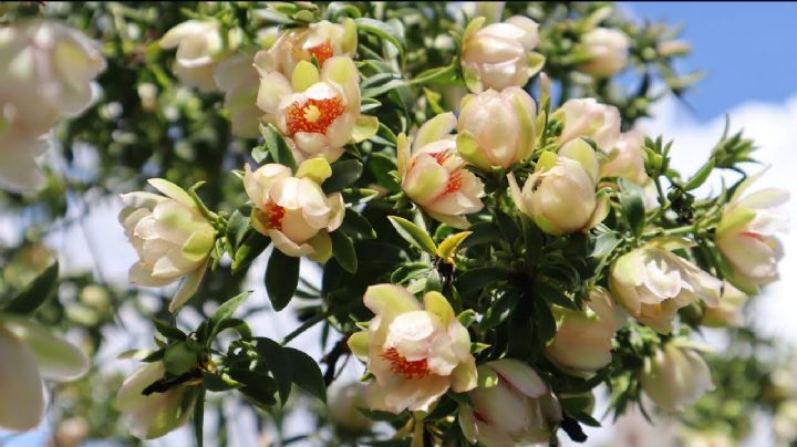 Pereskia aculeata: El cactus trepador que alcanza alturas impresionantes