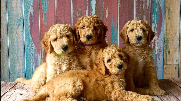 5 razas de perros tan peludos que parecen un peluche