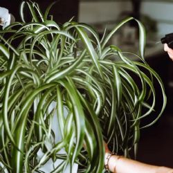 Descubre las maravillas de las plantas colgantes y convierte tu hogar en un vibrante paraíso verde