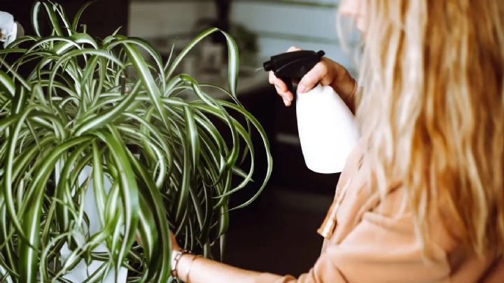 Descubre las maravillas de las plantas colgantes y convierte tu hogar en un vibrante paraíso verde
