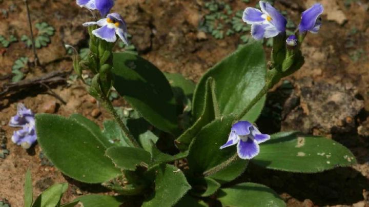 Craterostigma plantagineum: Descubre la "planta resurrección", el prodigio de la naturaleza