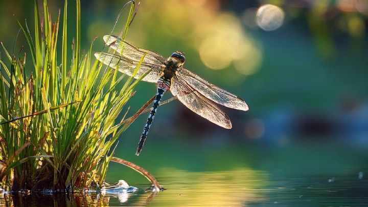 Libélula: el elegante insecto que simboliza transformación y sabiduría espiritual