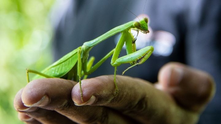 La Mantis Religiosa: Mensajera del universo y símbolo de espiritualidad