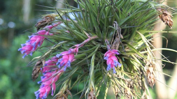 Tillandsia: El secreto para que tu planta aérea luzca espectacular todo el año
