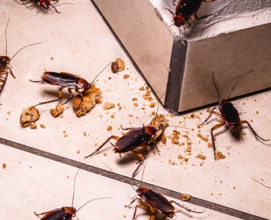 ¿Qué significa tener cucarachas en casa?