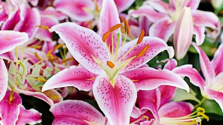 Azucena: La flor que transformará tu hogar en un oasis de color y fragancia