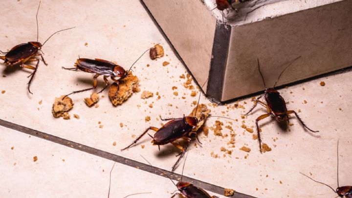 ¿Qué significa tener cucarachas en casa?