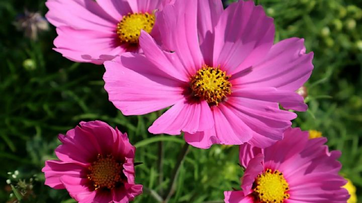 Cosmos bipinnatus: la flor que inspira arte, poesía y embellece tu jardín