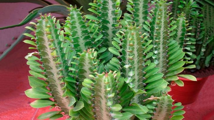 Euphorbia trigona: La suculenta que roba miradas por su parecido a los cactus