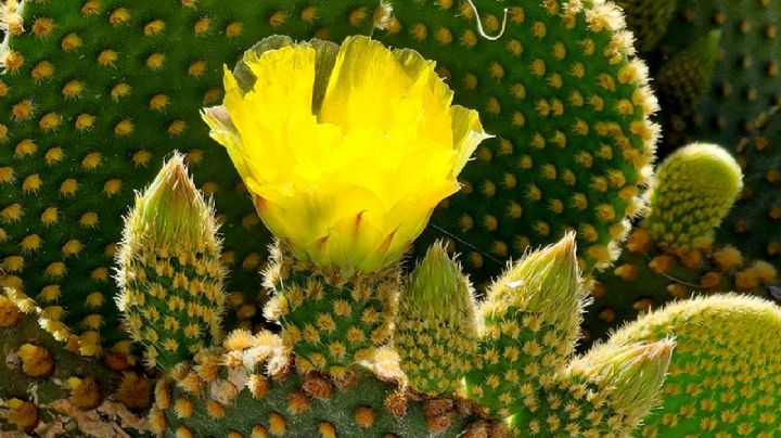 Florece tu hogar con estos vistosos cactus de interior