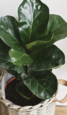 Ficus Lyrata: La joya del Feng Shui para una comunicación armoniosa en el hogar