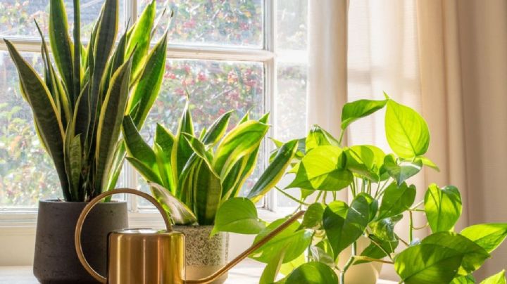 Transforma tu hogar con plantas que purifican el aire