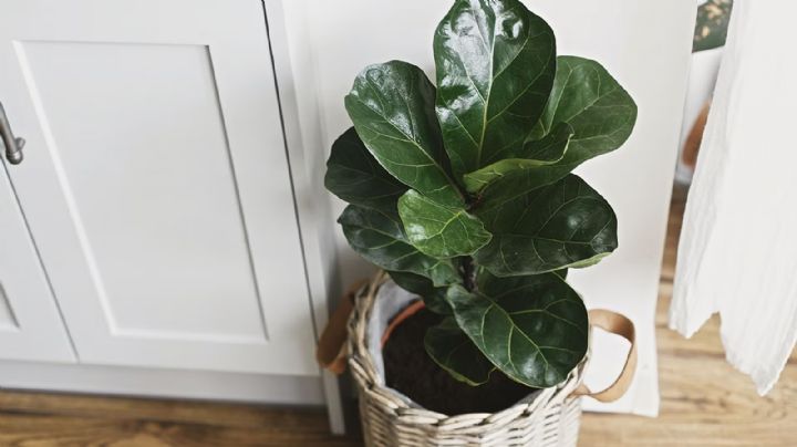 Ficus Lyrata: La joya del Feng Shui para una comunicación armoniosa en el hogar