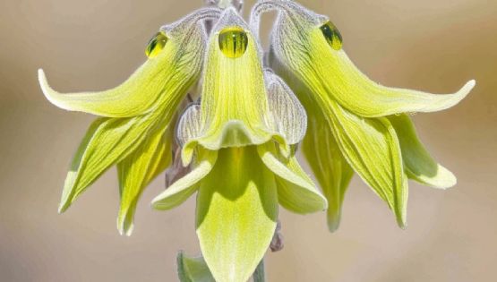 Crotalaria cunninghamii: la flor que danza al ritmo de los colibríes