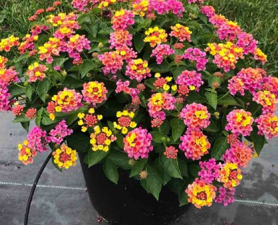 Lantana: la flor camaleónica que llenará tu jardín de color y vida