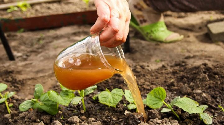 Transforma tu huerto con fertilizantes naturales y caseros