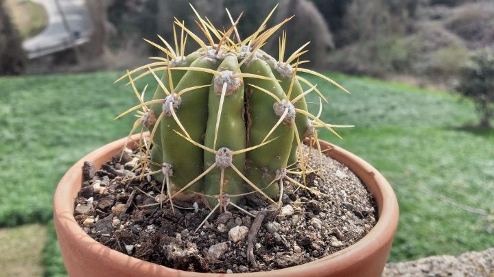 Trichocereus Pasacana: El cactus gigante que puedes cultivar en casa